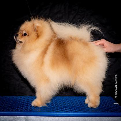 למכירה גורים וכלבים מסוג פומרניאן,