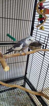 קוקטייל סוג וויט פייס, זכר,