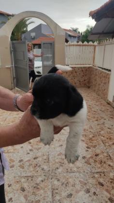 גור מתוק בן חודש