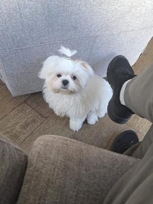 גור שיצו בן חצי שנה זכר מחוסן ומשובב