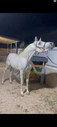 סוס מצרי רמה גבוההעם תעודה חזקה