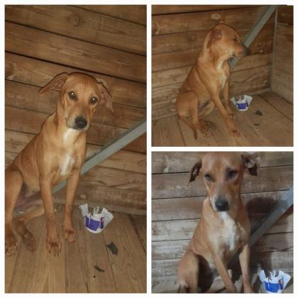 4 גורים מהממים למסירה פיטבול מעורב