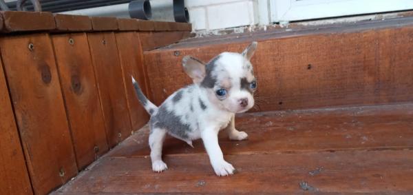 גורים גיזיים בצבה מרל