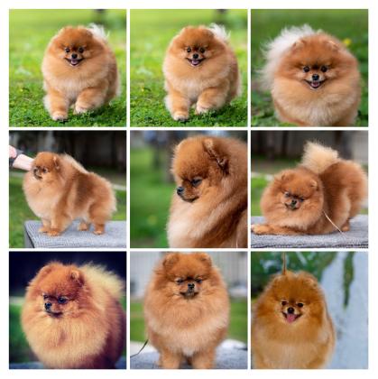 למכירה גורים וכלבים מסוג פומרניאן,