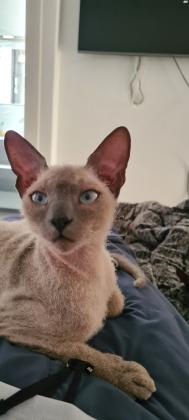 ספינקס מעורב מקסים בצבע אפור