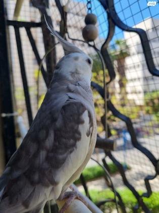4 תוכי קוקטייל האכלת יד