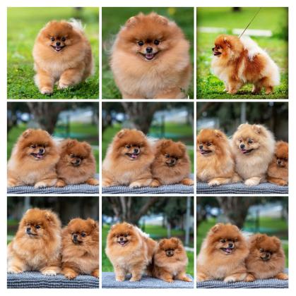 למכירה גורים וכלבים מסוג פומרניאן,