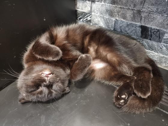 סקוטי פולד בת שנה, שקטה