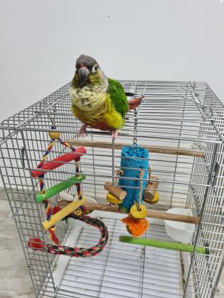 קוניור גרינציק האכלת יד ברמה