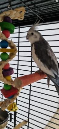 קוקטייל סוג וויט פייס, זכר,