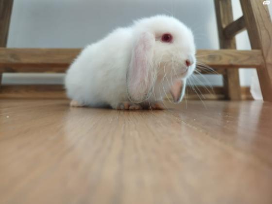 במחיר מציאה!! ארנב שמוט אוזניים