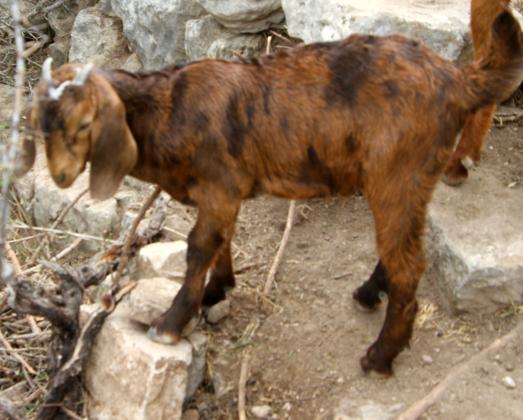 גדי זכר למכירהאבא אנגלו נובי