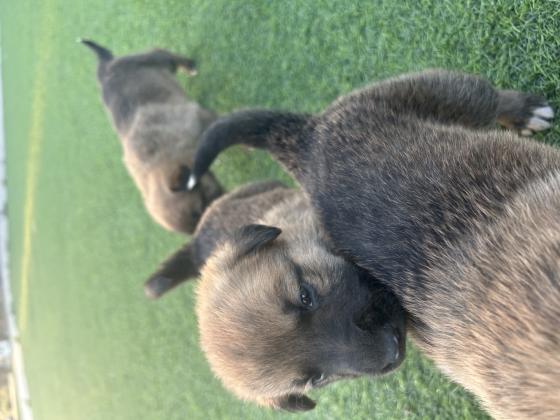 גורים האמא רועה גרמנית האבא