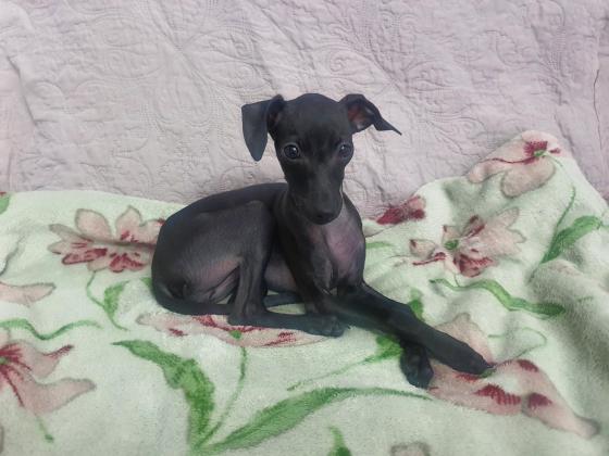 גורה יפה וקטנה של גרייהאונד איטלקי ננסי