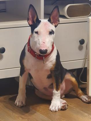 יבוא אישי מאנגליה,בן שנה,כלב יפיפה,