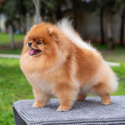 למכירה גורים וכלבים מסוג פומרניאן,