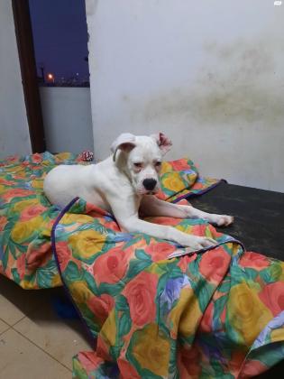 למסירה גורת בוקסר לבנה מהממת בת כחצי שנה