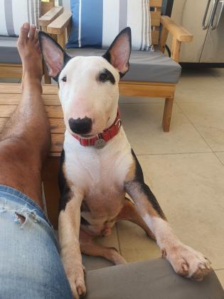 יבוא אישי מאנגליה,בן שנה,כלב יפיפה,