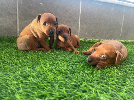 המלטה מיוחדת של פינצ'ר ננסי