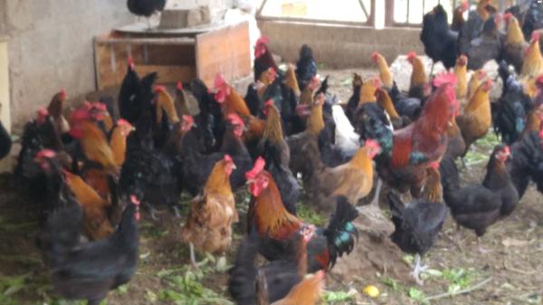 למכירה תרנגולות בלאדי מטילות בשפע