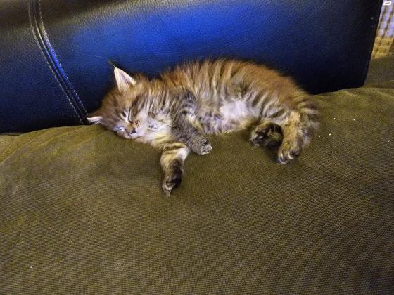 גורי מיקון מהממיםנולדו ב13 בפברואר