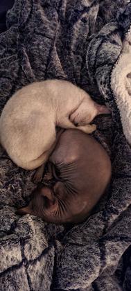 ספינקס מעורב מקסים בצבע אפור