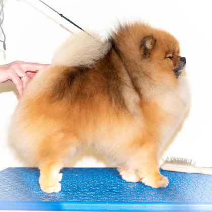 למכירה גורים וכלבים מסוג פומרניאן,