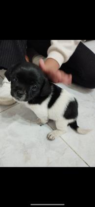 גור מתוק בן חודש