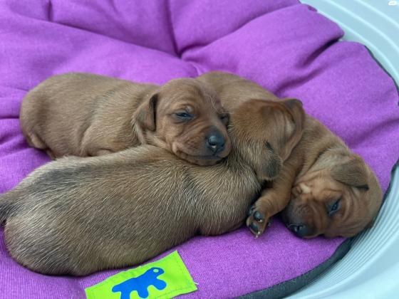 המלטה מיוחדת של פינצ'ר ננסי