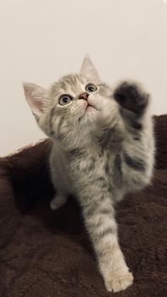 חתול סקוטי למכירה 2