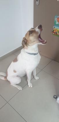 למסירה כלב כנעני מעורב