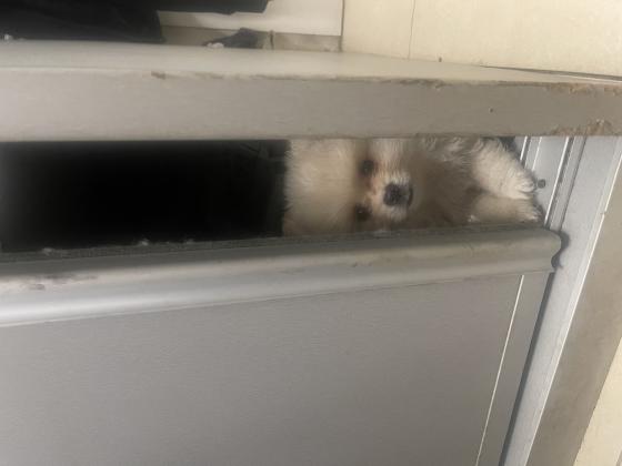 גורי פומרניין אחד זכר ואחת