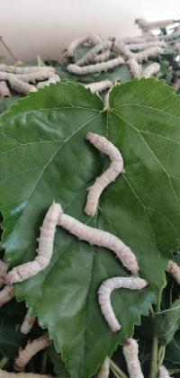 זחלי משי - תולעי משי (שקל ליחידה)