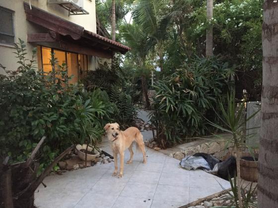 למסירה כלב יפה תואר, משפחתי ואוהב