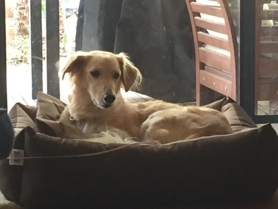 למסירה כלב יפה תואר, משפחתי ואוהב