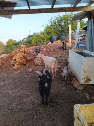 מוציא למכירה 750 שקל עקב ריבוי זכרים