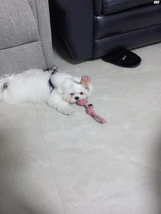 גור שיצו בן חצי שנה זכר מחוסן ומשובב