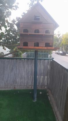 למכירה שובך + יונים מיוחדותלפרטים