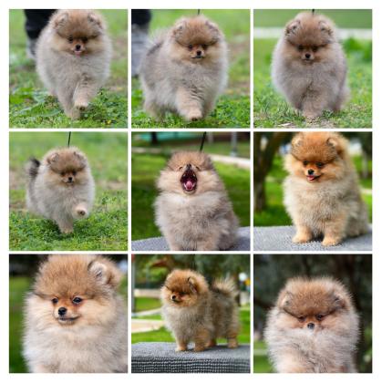 למכירה גורים וכלבים מסוג פומרניאן,