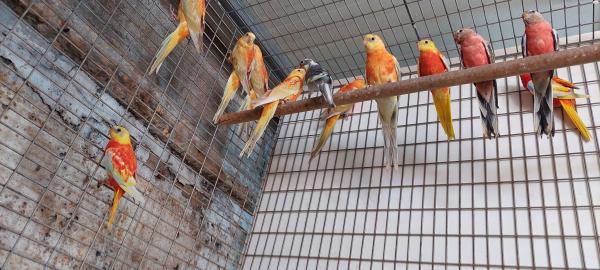 מזמרים אורנג טורקיזנים ובורקסים צעירים