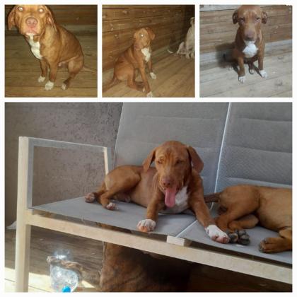 4 גורים מהממים למסירה פיטבול מעורב