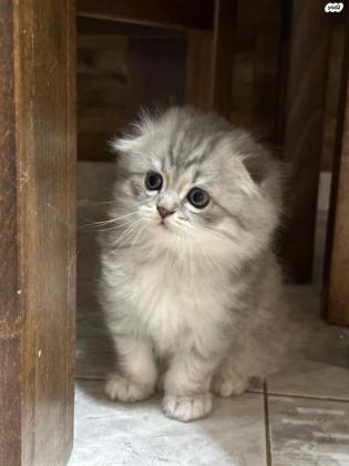 חתול גזעי סקוטיש פולד בן