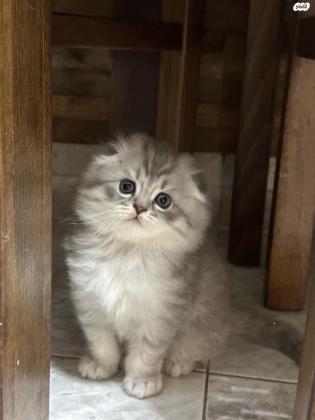 חתול גזעי סקוטיש פולד בן