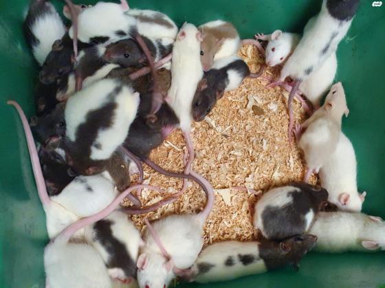 למכירה חולדות ,מוולדות עד מתבגרים