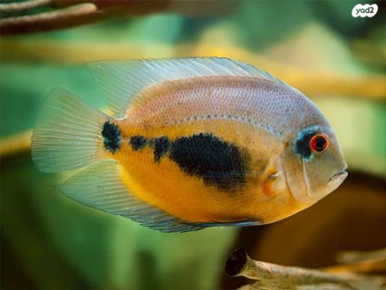 **למכירה ציקליד אוארו גודל 7