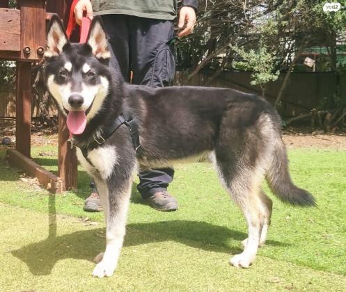 פלמנקו, מיני האסקי, בן 11