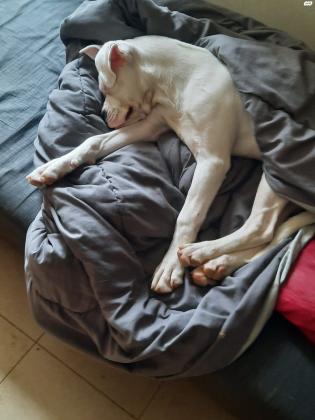 למסירה גורת בוקסר לבנה מהממת בת כחצי שנה