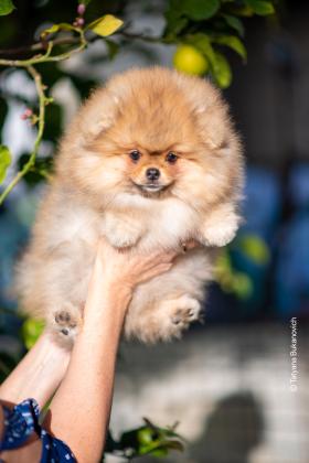 למכירה גורים וכלבים מסוג פומרניין,