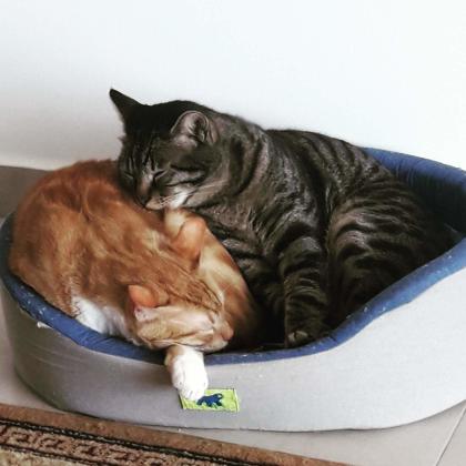 שני חתולים שגדלו ביחד מחפשים