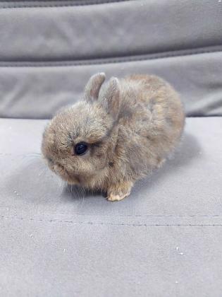 ארנב ננסי הולנדי גמול בן